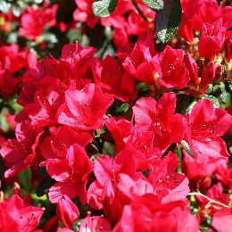 Azal�e japonaise, Azalea japonica Ward's Ruby: Fleurs