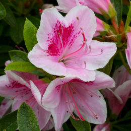Az�lea japonesa 'Ho Oden' - Azalea japonica  'Ho Oden'