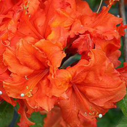 Azalea Mollis 'Gibraltar'