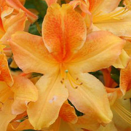 Azal�e mollis 'Golden Flare'