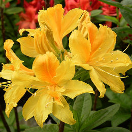 Azal�e mollis 'Gold Topas'