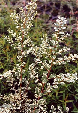 Azara � petites feuilles, Azara microphylla