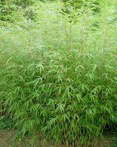 Bamb� Fargesia Rufa