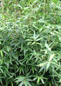 bambou moyen au feuillage panache - Bambou Hibanobambusa tranquillans