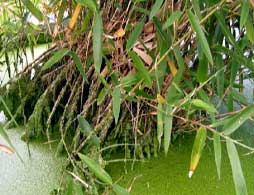 Bambu Phyllostachys Atrovaginata Green Perfume