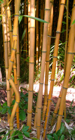 Bambou de Haie - Phyllostachys Aureosulcata F. Aureocaulis