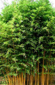 Bambou de Haie - Phyllostachys Aureosulcata F. Aureocaulis