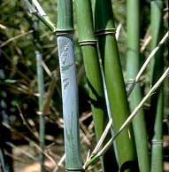 Phyllostachys Bissetii