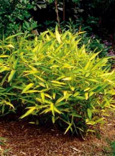 Bamboo Pleioblastus auricomus