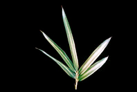 Bamb� Pleioblastus shibuyanus Tsuboii