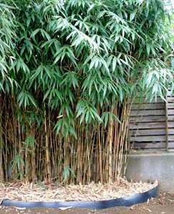 Bambou Fleche - Pseudosasa Japonica