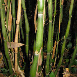 Bamboo Sasa Japonica Tsutsumiana