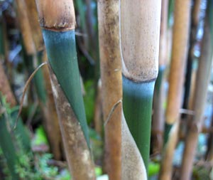 Bambou Fleche - Pseudosasa Japonica