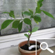 Baobab - adansonia digitata Baobab - adansonia digitata