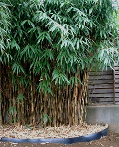 Barri�re anti-rhizome