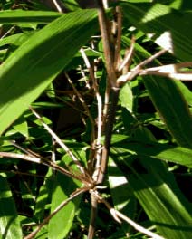 Bashania fargesii