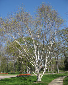 Bouleau de l'Himalaya - Betula utilis