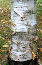 Bouleau de l'Himalaya - Betula utilis