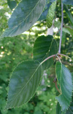 Bouleau de l'Himalaya - Betula utilis