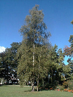 Bouleau ou bouleau blanc d'Europe - Betula pendula ou betula alba ou betula verrucosa