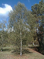 Bouleau ou bouleau blanc d'Europe - Betula pendula ou betula alba ou betula verrucosa