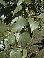 Bouleau ou bouleau blanc d'Europe - Betula pendula ou betula alba ou betula verrucosa