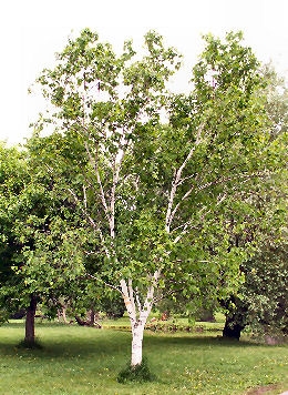 Abedul de las canoas o abedul papir�fero - Betula papyrifera o betula grandis