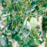 Abedul de las canoas o abedul papir�fero - Betula papyrifera o betula grandis