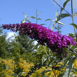 Arbre � papillons 'Mauve' - Buddleia davidii ou Buddleia variabilis