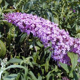 Buddleia or Butterfly bush 'Pink delight' - Buddleia davidii or Buddleia variabilis