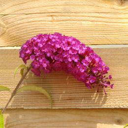 Buddleia or Butterfly bush 'Royal Red' - Buddleia davidii or Buddleia variabilis
