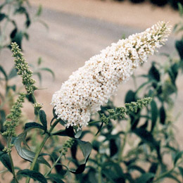Arbre � papillons 'White profusion' - Buddleia davidii ou Buddleia variabilis