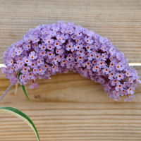 Arbre � papillons, Buddleia, 'Nanho purple'