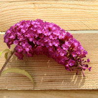 Arbre � papillons, Buddleia, 'Royal Red'