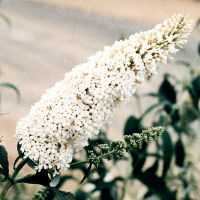Arbre � papillons, Buddleia, 'White profusion'