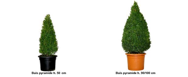 Buis c�ne, Buis pyramide hauteur 50/60 cm, Buis c�ne, Buis pyramide hauteur 90/100 cm