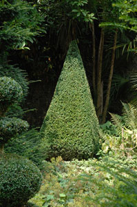 Buis c�ne, Buis pyramide hauteur 50/60 cm, Buis c�ne, Buis pyramide hauteur 90/100 cm
