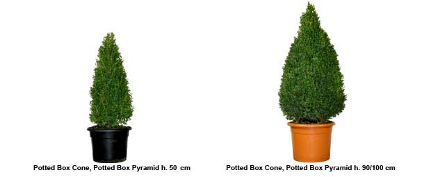 Potted Box Cone, Potted Box Pyramid height 50/60 cm, Potted Box Cone, Potted Box Pyramid height 90/100 cm