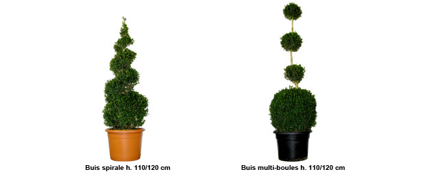 Buis topiaire spirale hauteur 110/120 cm, Buis topiaire multi-boules hauteur 110/120 cm