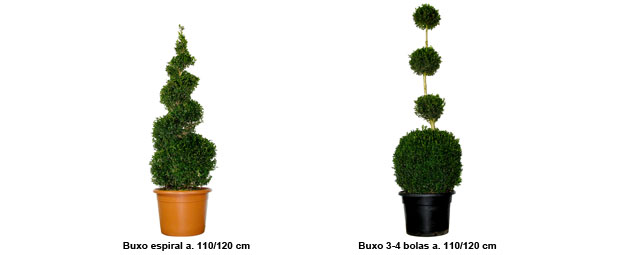 Buxo topi�ria espiral altura 110/120 cm, Buxo topi�ria 3-4 bolas altura 110/120 cm