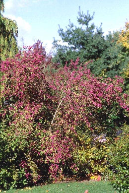 Arbuste aux bonbons violet, callicarpa bodniieri, couvert de fruits 