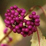Fruit de l'Arbuste aux bonbons, callicarpa bodniieri