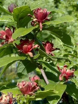 Carolina allspice - Calycanthus floridus or calycanthus sterilis 