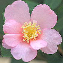 Camlia d'automne, camellia sasanqua, Plantation Pink