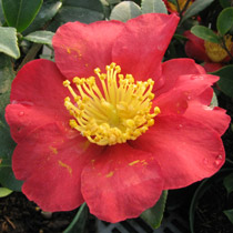 Camlia d'automne, camellia sasanqua, Yuletide