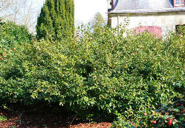 Haie libre de theiers - Camellia sinensis