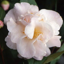Cam�lia campestre 'High Fragrance' - Camellia 'High Fragrance'