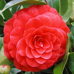 Cam�lia du Japon 'Black Lace' - Camellia japonica 'Black Lace'