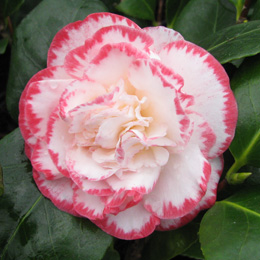 Cam�lia du Japon 'Margaret Davis' - Camellia japonica 'Margaret Davis'
