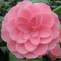 Cam�lia do Jap�o 'Nuccio's Cameo' - Camellia japonica 'Nuccio's Cameo'